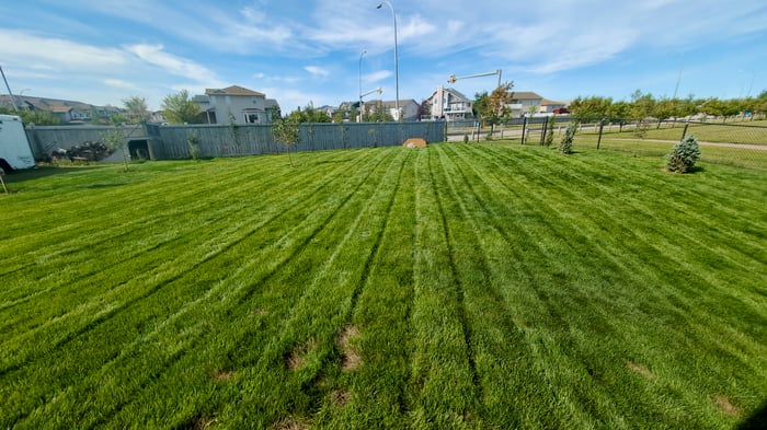 Thistle in My Fort McMurray Lawn: How to Remove It and Keep It From Coming Back