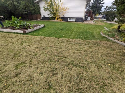Power Rake in Fort McMurray - Remove thatch layer