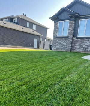 Fort McMurray Lawn Transformed from weeds to lush green weed free lawn in beacon hill neighbourhood