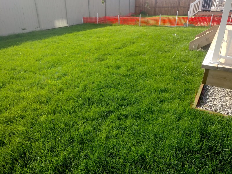 The Dangers of Neglecting Watering: The Impact on Your Fort McMurray Lawn
