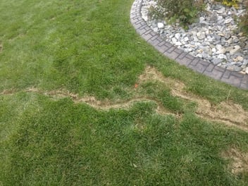 Mice and Rodents damage to your lawn.