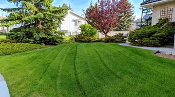5 Tips for a Lush, Green Lawn in Fort McMurray, Ab