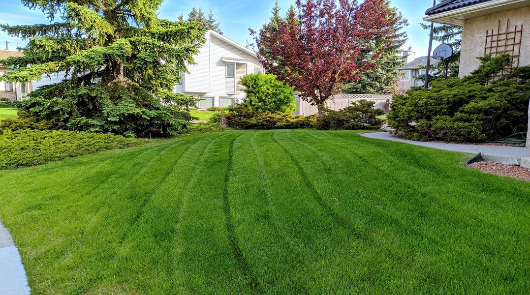 The Dos and Don'ts of Lawn Fertilization