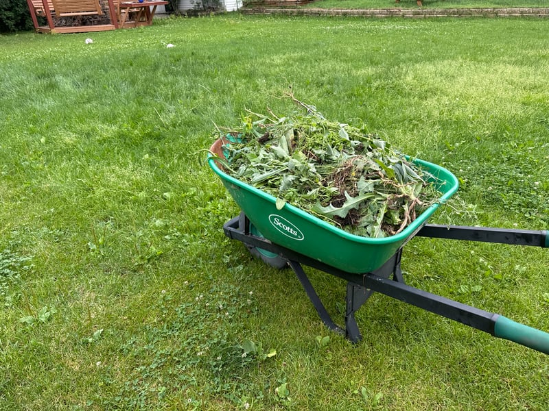 Effective Weed Control Strategies for Fort McMurray Lawns