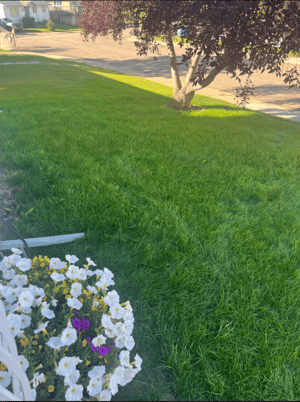 Lawn transformed in Fort McMurray from thin lawn to lush green beauty in dundas road