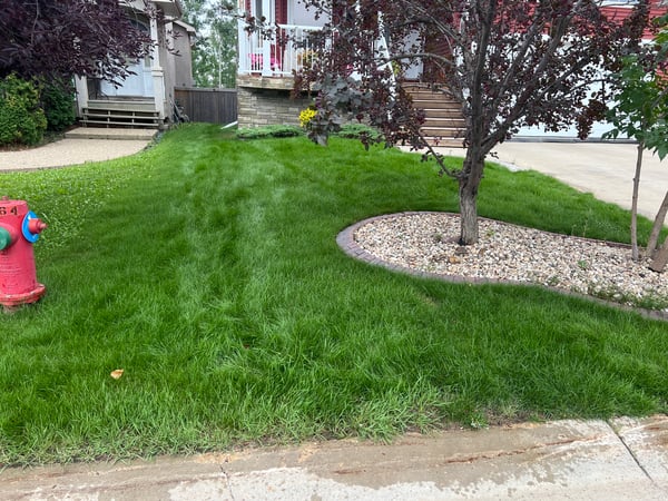 Lawn Transformed in Fort McMurray