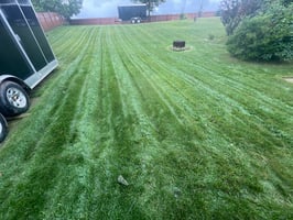 Is Clover Bad for My Lawn in Fort McMurray, or Should I Leave It?