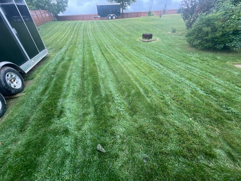 Is Clover Bad for My Lawn in Fort McMurray, or Should I Leave It?