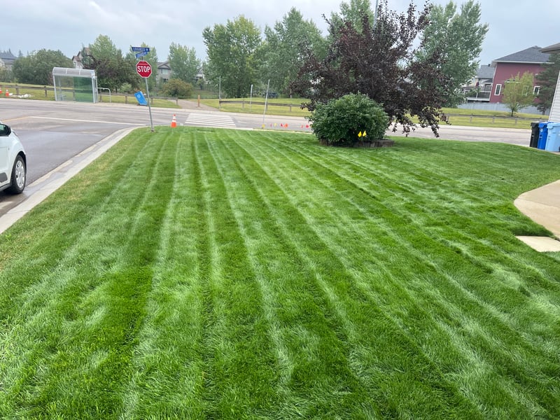 How Aggressive Is Power Raking? Pros, Cons, and When It Can Hurt Your Lawn in Fort McMurray