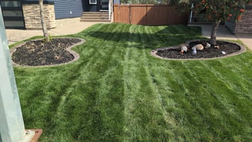 Why Is My Fort McMurray Lawn Full of Weeds? 7 Common Causes and Fixes