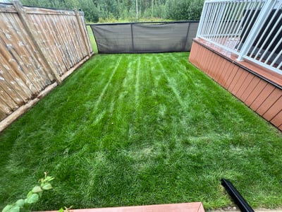 Ant Control in Fort McMurray - Treat ants at the source